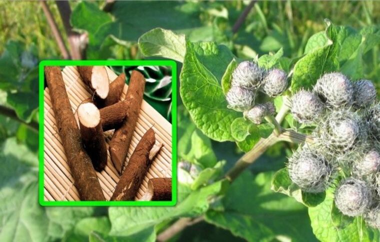 Burdock is highly appreciated in the treatment of knee osteoarthritis with folk remedies.
